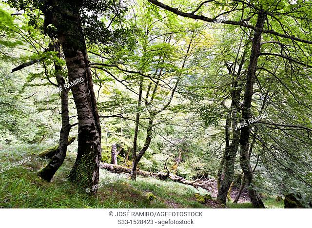 Beech trees in Brez  Cordillera Cantábrica  Santander  Cantabria  Spain