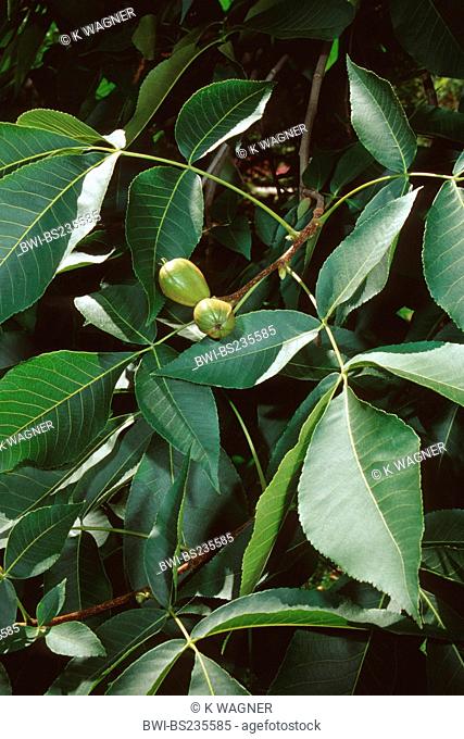 shag-bark hickory, shagbark hickory Carya ovata, branch with fruits