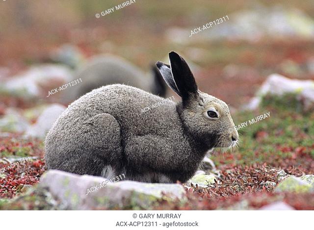 Arctic hare, Lepus arcticus Canada