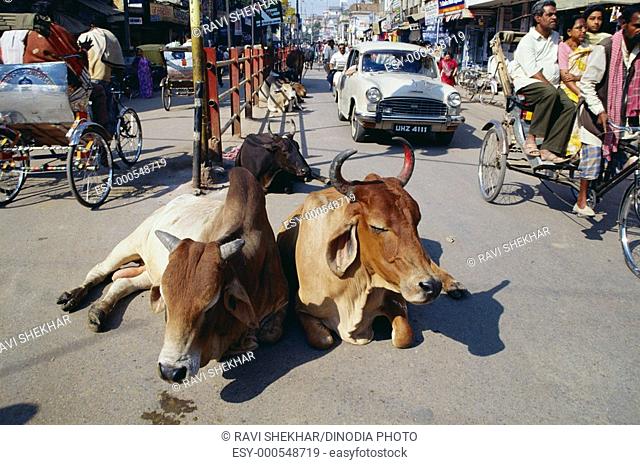 Cows on street , Varanasi street , Uttar Pradesh , India