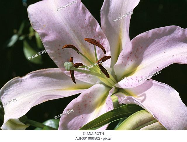 Lilium - pale lilac with freckles - a fragrant flower with evident elements of seduction