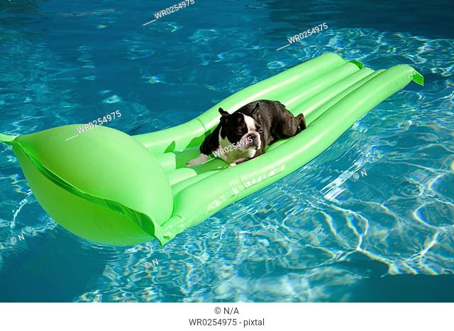 Dog resting on floater in pool