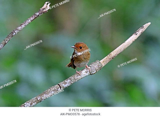 white-gorgeted flycatcher (Anthipes monileger) in rain forests of Sumatra in Indonesia