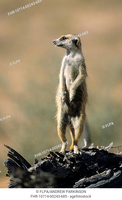 Meerkat Suricata suricatta adult on sentry duty, looking for danger, Kgalagadi Transfrontier Park, South Africa