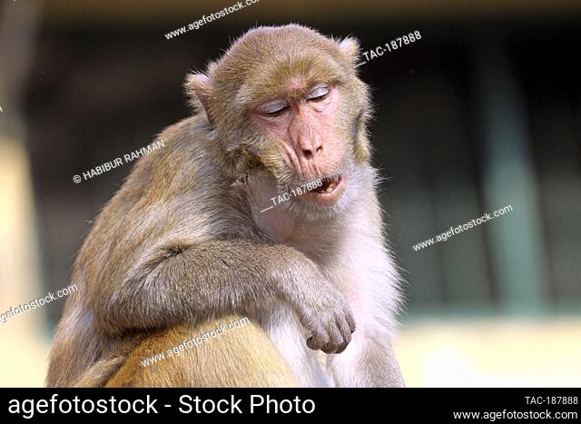 DHAKA, BANGLADESH - AUGUST 12: Japanese macaques are seen on the fences of the houses and streets of Gandaria neighborhood looking for tourist to receive food...
