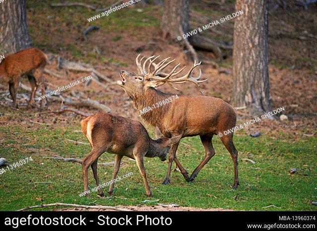 Red deer (Cervus elaphus), male, meadow, stand, roar