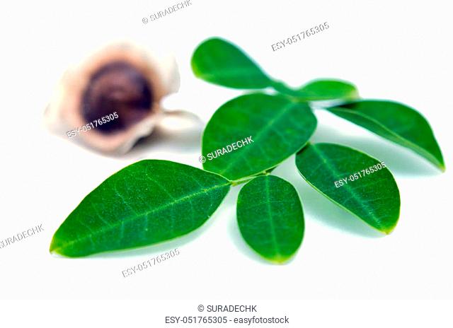 Moringa (Other names are Moringa oleifera Lam., MORINGACEAE, Futaba kom hammer, vegetable hum, Moringa hum bug, bug Hoo) leaf and seed isolated on white...