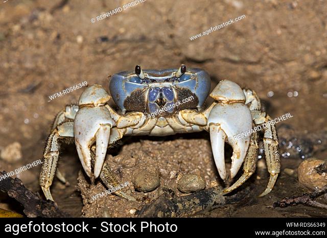 Christmas Island Blue Crab, Discoplax celeste, Christmas Island, Australia
