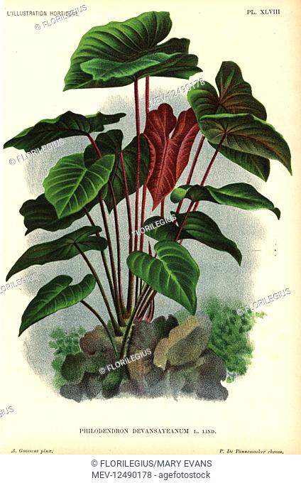 Philodendron devansayeanum. Chromolithograph by Pieter de Pannemaeker after an illustration by A. Goossens from Jean Linden's l'Illustration Horticole, Brussels