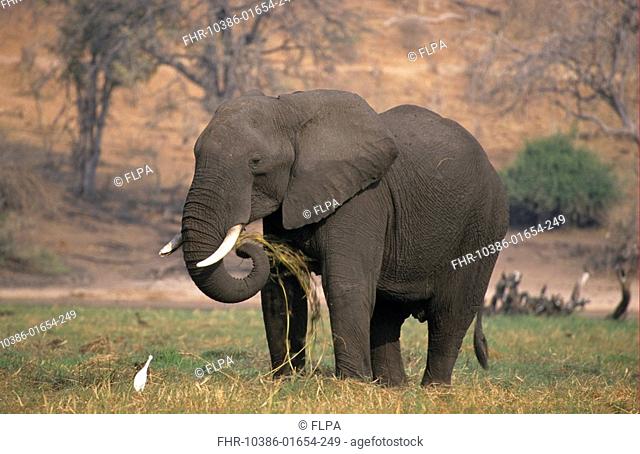 African Elephant Loxodonta africana adult male, feeding on grass, Chobe N P , Botswana