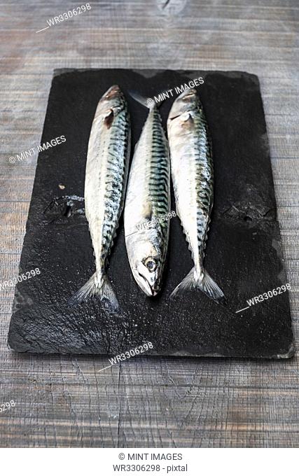 High angle close up of three fresh mackerel fish on black slate