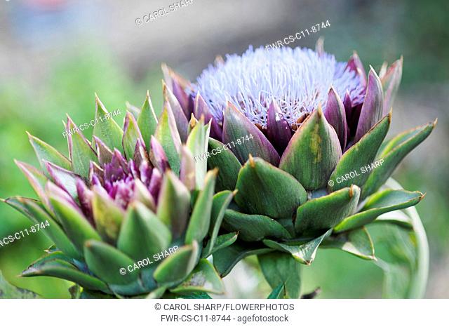 Cardoon, Cynara cardunculus. One head in full flower and one opening. Flowers are tiny purple strands surrounded by stiff green purple calyxes