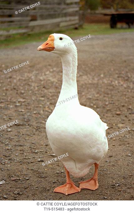 Domesticated from the Swan Goose in Central Siberia over 2, 000 years ago, the Chinese Goose is the smallest of all domestic geese