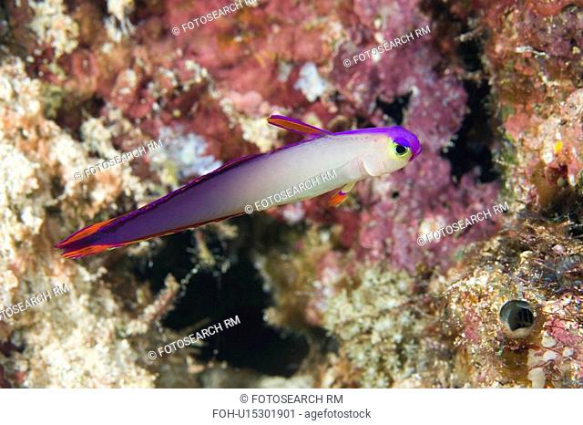water fire known purple dartfish elegant goby