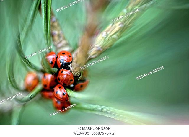 Seven-spotted ladybirds, Coccinella septempunctata, on a twig