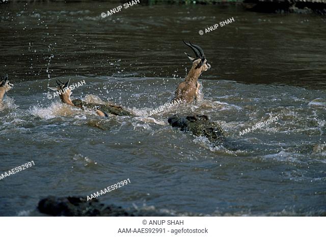 Nile crocodiles (Crocodylus niloticus) attacking Thomsons gazelles (Gazella thomsoni) attempting to cross Mara river on migration, Maasai Mara National Reserve