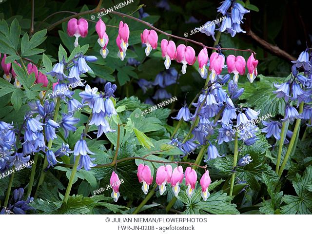 Bleeding heart, Lamprocapnos spectabilis, Two stems of heart shaped flowers hanging gracefully above several stems of Spanish bluebell flowers