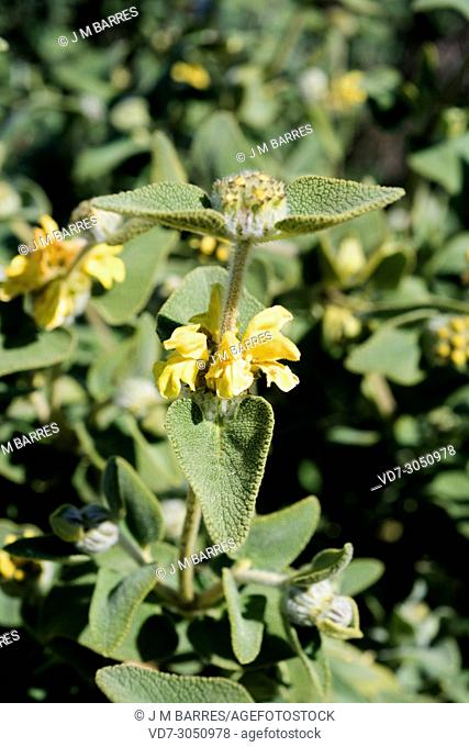 Jerusalem sage (Phlomis lycia) is a shrub native to Aegean Islands and Turkey
