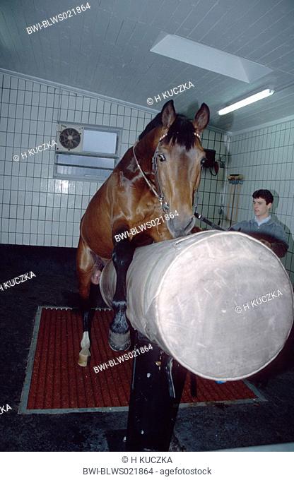 stallion on mare-dummy, extraction of sperm by vetenerian