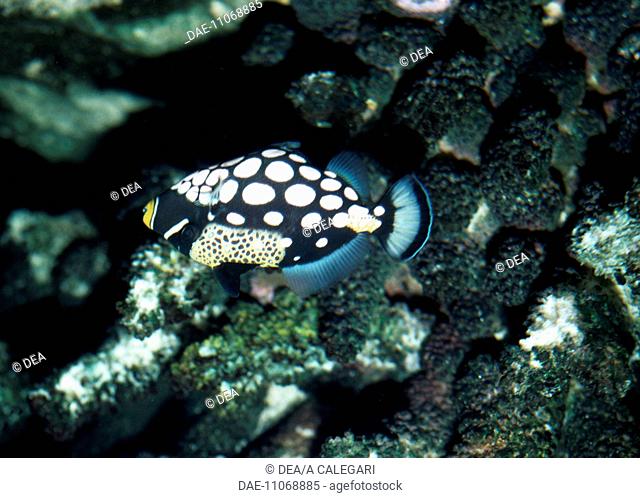 Clown Triggerfish (Balistoides conspicillum), Balistidae