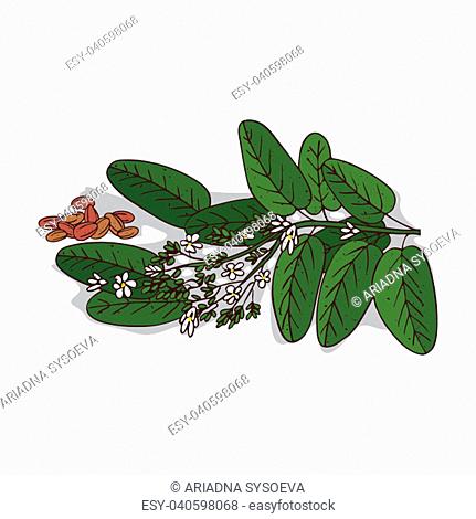 Isolated clipart of plant Vateria indica on white background. Botanical drawing of herb Vateria indica with seeds and leaves, flowers