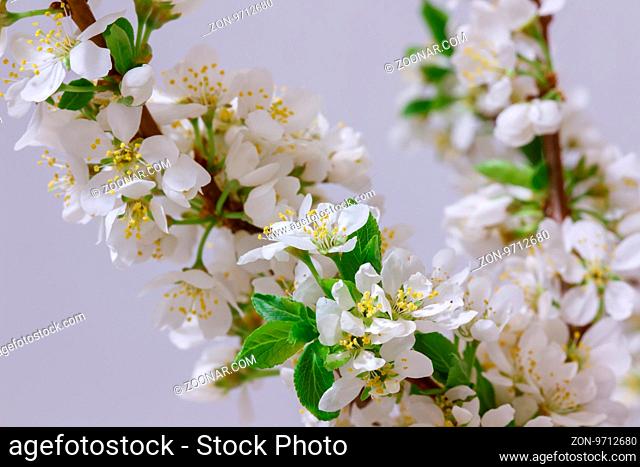 Spring Cherry Blossom Background, Abstract Floral Border Of Blossoming Tree Brunch With Green Leaves And White Flower On Bokeh Green Background, Mother's Day