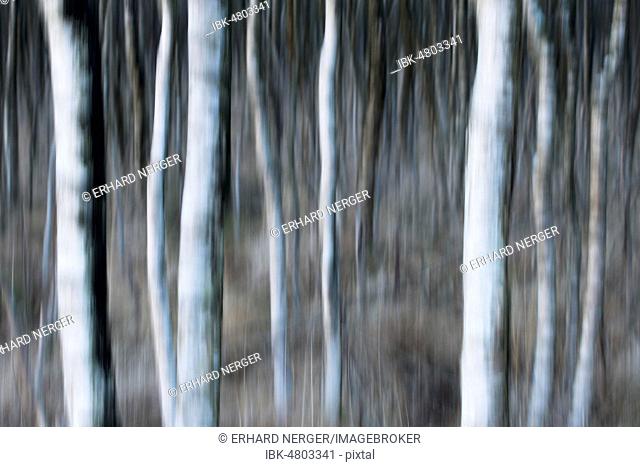 Birch trunks (Betula pubescens), blur effect, Emsland, Lower Saxony, Germany