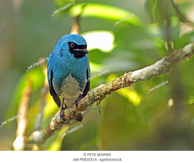 Swallow Tanager (Tersina viridis) perched in a tree in the forest