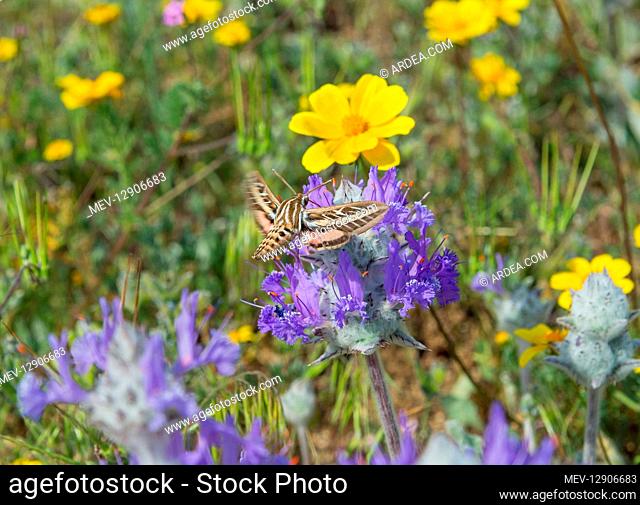 White-lined Sphinx (Hyles lineata) moth, commonly known as the hummingbird moth, nectaring on Thistle Sage (Salvia carduacea) in early spring