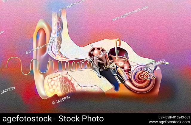 Anatomy of the ear showing the eardrum, ossicles, hammer, anvil