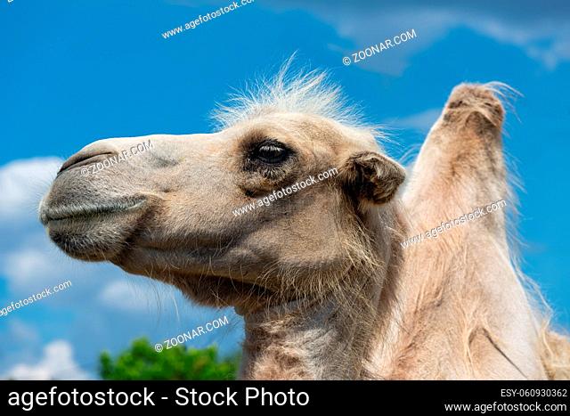 Camel head against blue sky in Budapest zoo, Hungary