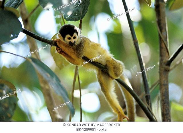 Squirrel-monkey (Saimiri oerstedi), Manuel Antonio National Park, Costa Rica, Central America