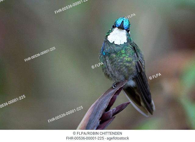 White-throated Mountain-gem Lampornis castaneoventris adult male, perched on plant, Costa Rica, march