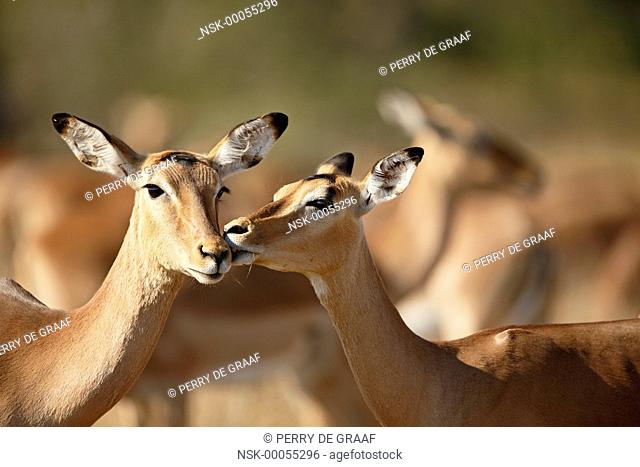 Impala (Aepyceros melampus) females grooming, South Africa, Mpumalanga, Kruger National Park