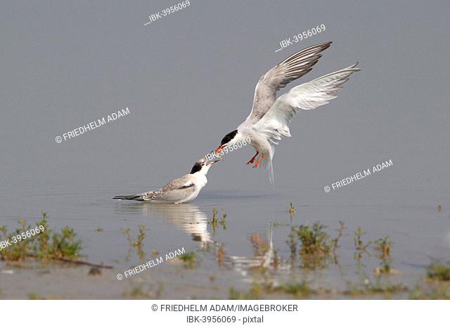 Common Tern (Sterna hirundo), adult bird giving young bird a fish from the air, Lake Neusiedl, Burgenland, Austria