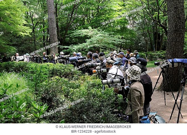 Japanese amateur photographers waiting for a Japanese flycatcher in the outer garden of the Imperial Palace, Imperial Palace, Kyoto, Japan, Asia