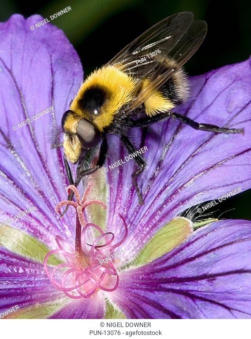 Close up of a male bumble bee mimic Volucella bombylans var plumosa feeding on a mauve geranium flower in a Norfolk garden