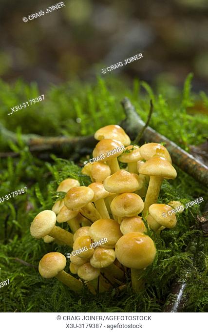 A cluster of immature Sulphur Tuft (Hypholoma fasciculare) mushrooms at Stockhill Wood in the Mendip Hills, Somerset England