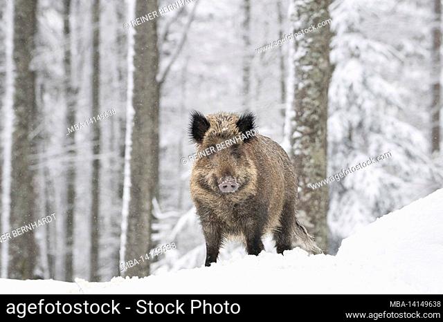 wild boar in deep snow