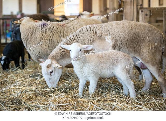 A ewe stands and eats next to her newborn lamb, College Park, Maryland