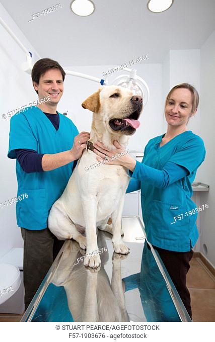 Veterinarians examine a Labrador Retiever in thier surgery