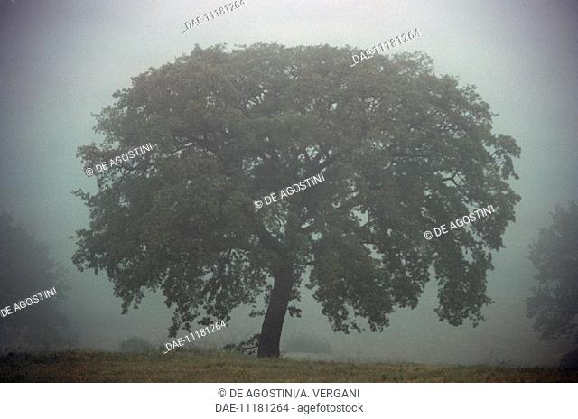 An oak tree shrouded by fog, in the mountains above Citta' di Castello, Umbria, Italy