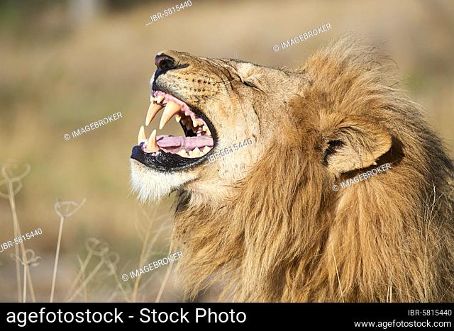 African lion male (Panthera leo) showing flehmen response to inhale the smell of nearby females, Okavango delta. Moremi Game Reserve, Botswana, Africa