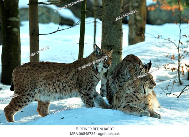 Eurasian lynxes in the snow, Lynx lynx