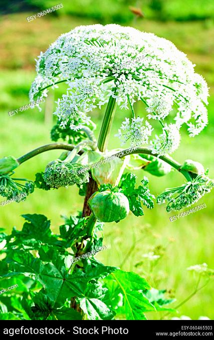 poisonous dangerous blooming giant weed tall hogweed