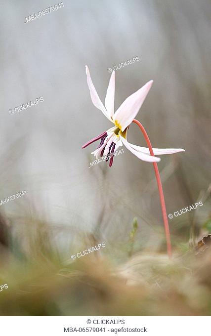 Lombardy, Italy, Dog's tooth violet