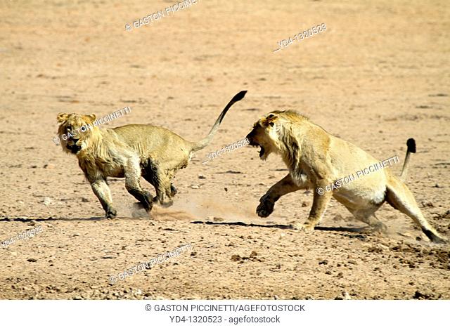 African Lion Panthera leo - Young Males, fighting, Kgalagadi Transfrontier Park, Kalahari desert, South Africa