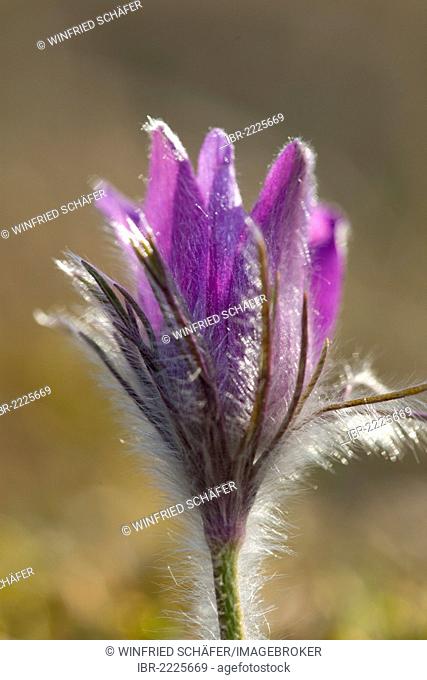 Common pasque flower (Pulsatilla vulgaris), Vulkaneifel district, Rhineland-Palatinate, Germany, Europe