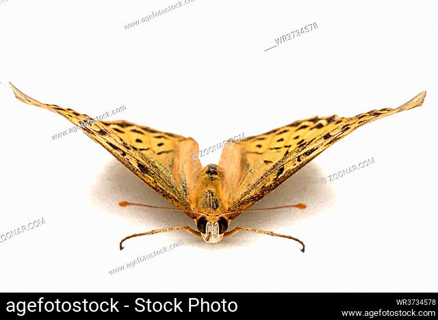 Butterfly Silver-Washed fritillary, lat. Argynnis paphia, isolated on white background