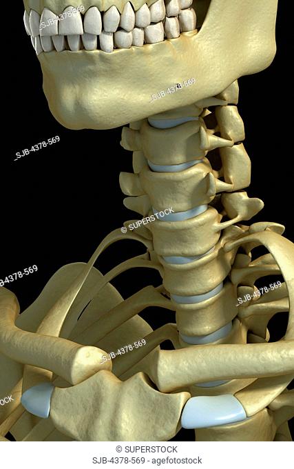 Close-up view of the cervical bones of the spine and sternoclavicular joint